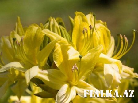 Sarı xanıməli bitkisinin faydaları